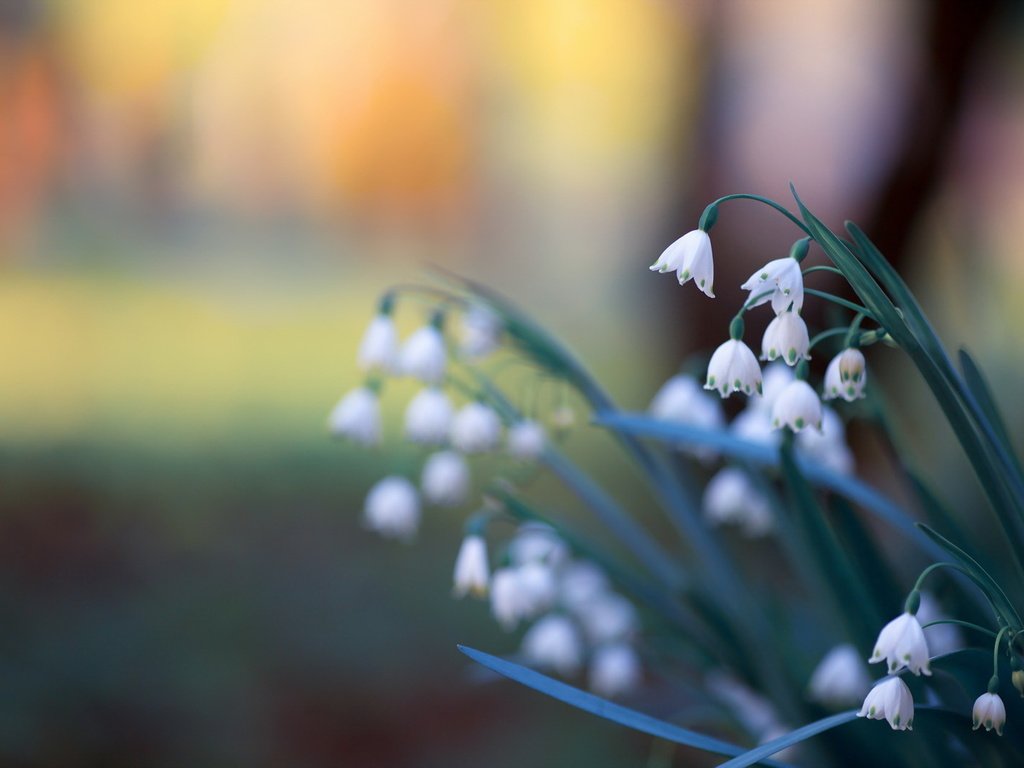 Обои цветы, природа, фон, ландыши, весна, flowers, nature, background, lilies of the valley, spring разрешение 1920x1279 Загрузить