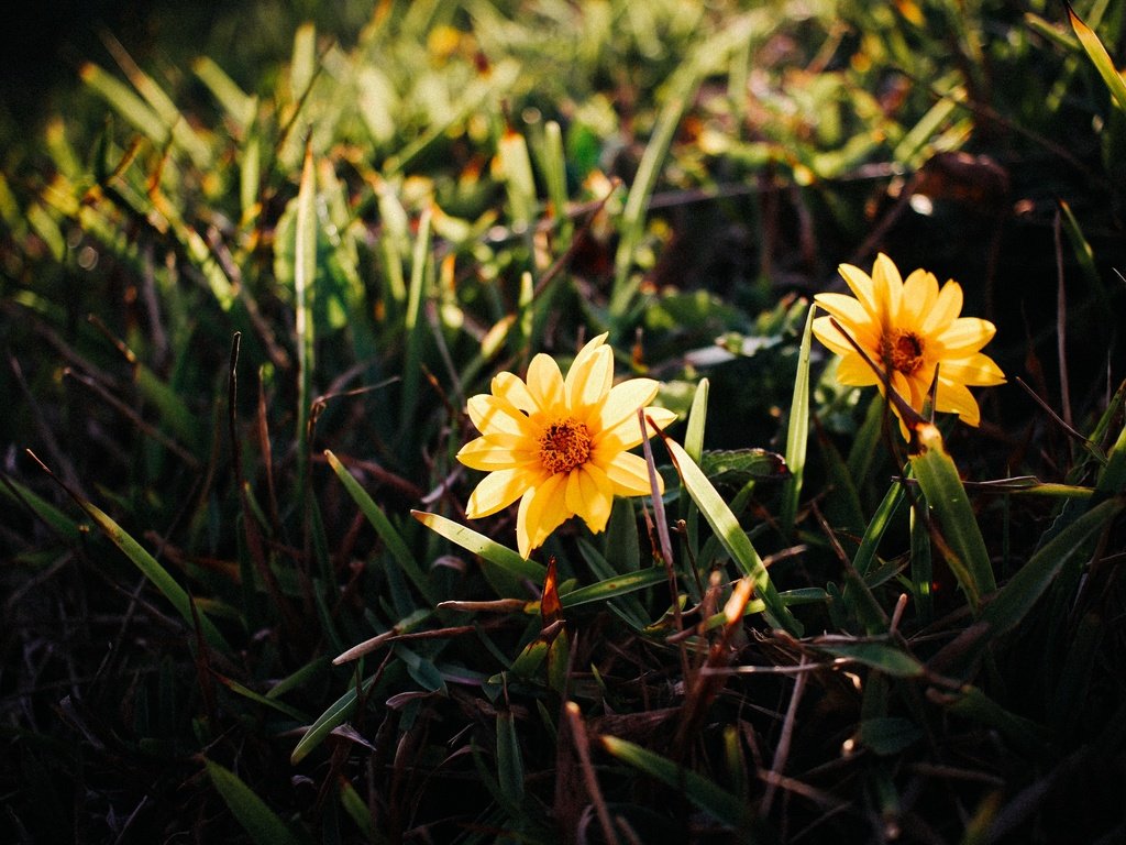 Обои цветы, трава, лепестки, желтые, flowers, grass, petals, yellow разрешение 2880x1920 Загрузить