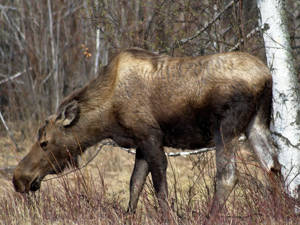 Обои природа, лес, лось, сухая трава, nature, forest, moose, dry grass разрешение 1920x1200 Загрузить