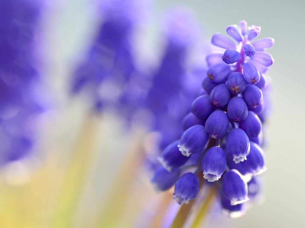 Обои цветы, макро, размытость, синие, мускари, flowers, macro, blur, blue, muscari разрешение 2048x1356 Загрузить