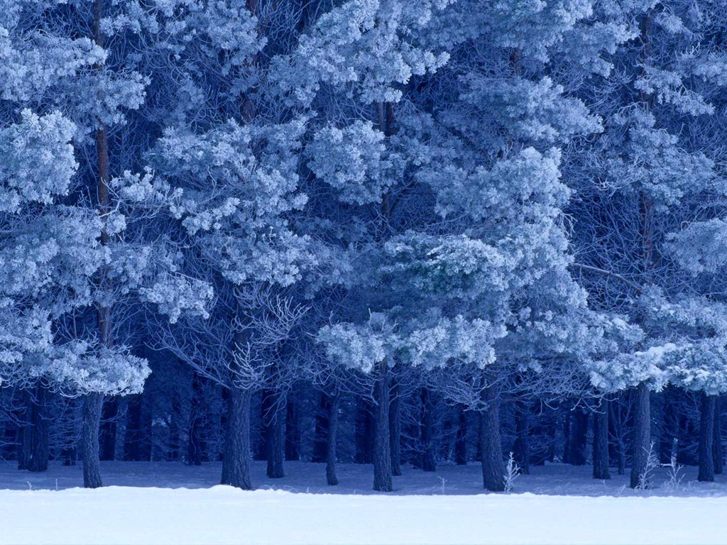 Обои снег, зима, канада, birds hill provincial park, манитоба, шотландские сосны, snow, winter, canada, manitoba, scots pine разрешение 1920x1080 Загрузить