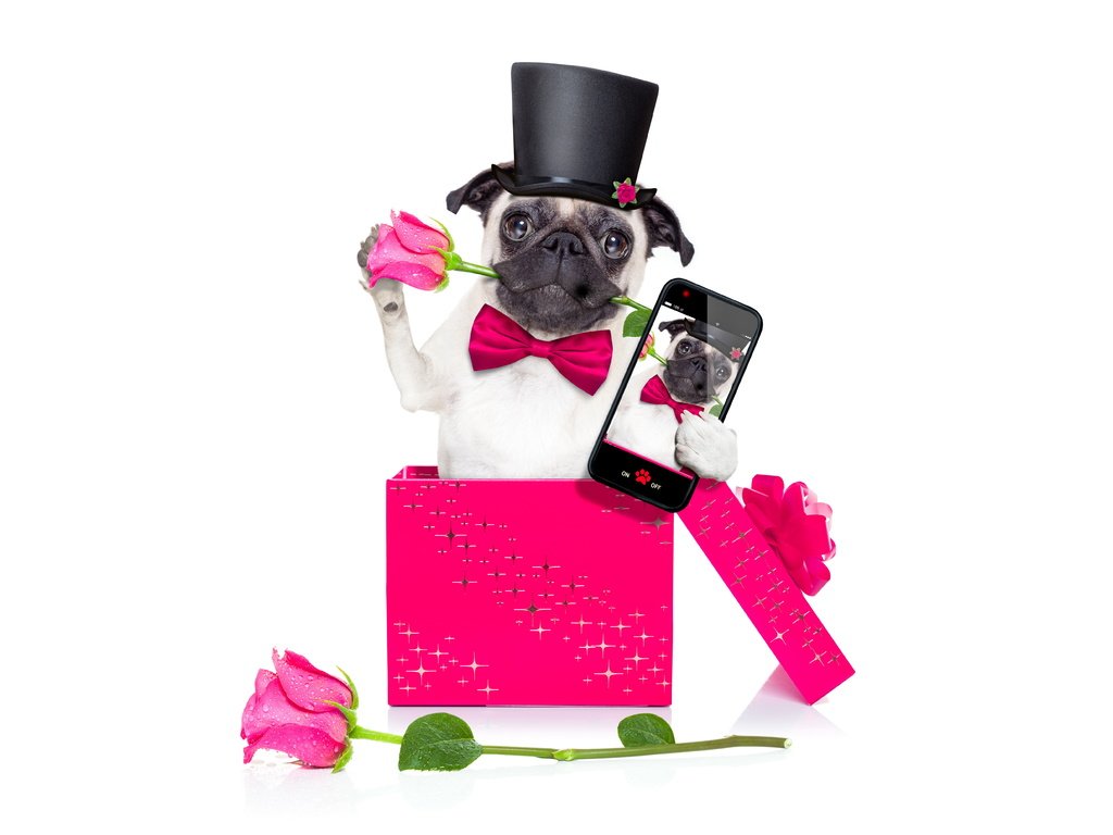 Обои розы, собака, телефон, мопс, roses, dog, phone, pug разрешение 6000x4000 Загрузить