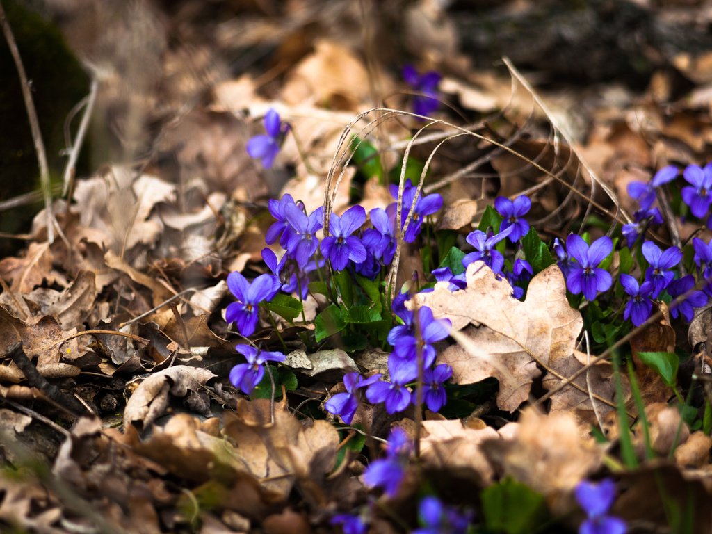 Обои цветы, природа, весна, flowers, nature, spring разрешение 4368x2912 Загрузить