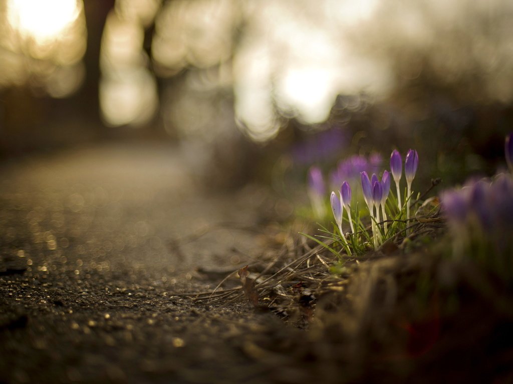 Обои цветы, природа, весна, крокусы, боке, brooke pennington, flowers, nature, spring, crocuses, bokeh разрешение 2048x1363 Загрузить