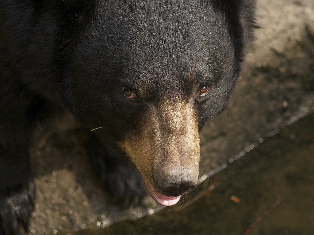 Обои морда, взгляд, медведь, животное, face, look, bear, animal разрешение 2048x1360 Загрузить