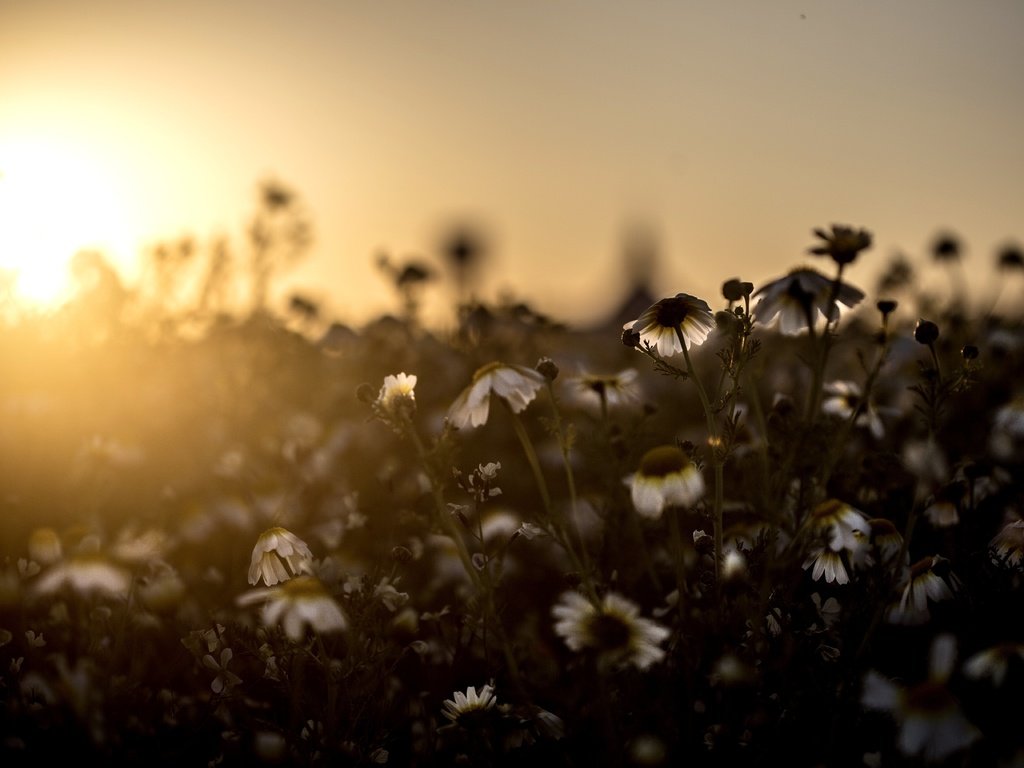 Обои свет, цветы, поле, луг, ромашки, light, flowers, field, meadow, chamomile разрешение 5472x3648 Загрузить