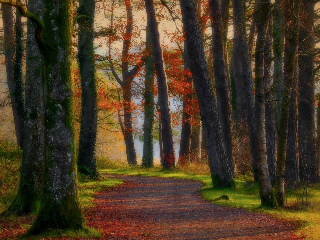 Обои дорога, деревья, лес, осень, road, trees, forest, autumn разрешение 5472x3148 Загрузить