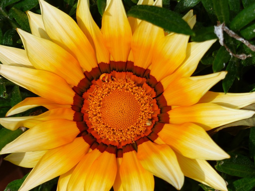 Обои желтый, макро, цветок, лепестки, цветком, газания, yellow, macro, flower, petals, gazania разрешение 4000x3000 Загрузить