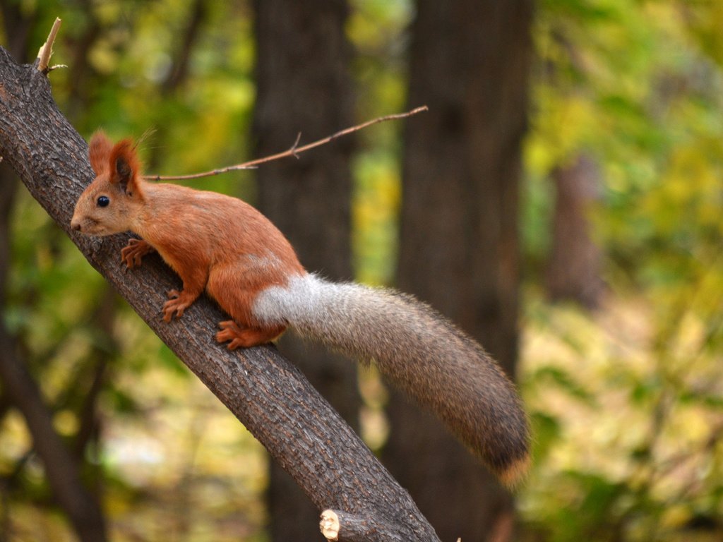 Обои парк, ствол, белка, хвост, белочка, грызун, park, trunk, protein, tail, squirrel, rodent разрешение 1920x1272 Загрузить