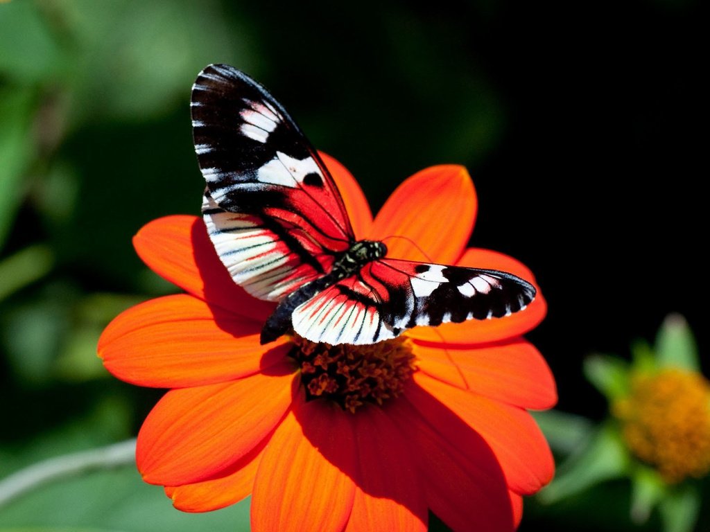 Обои насекомое, цветок, бабочка, крылья, insect, flower, butterfly, wings разрешение 1920x1080 Загрузить