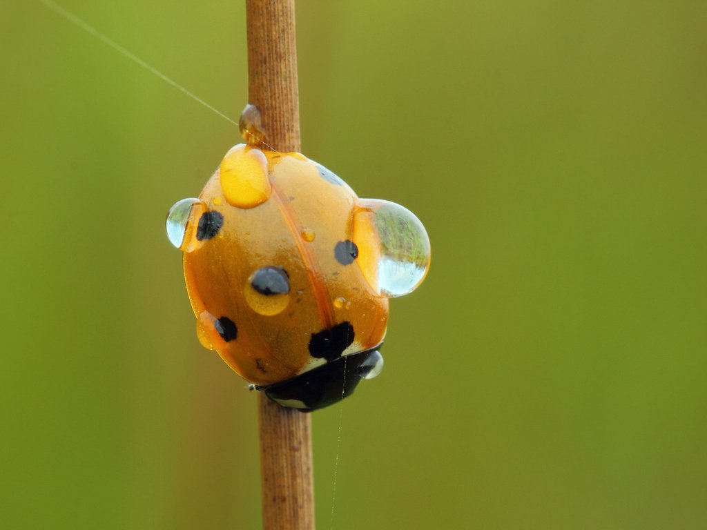 Обои вода, насекомое, роса, капли, божья коровка, стебель, water, insect, rosa, drops, ladybug, stem разрешение 2048x1211 Загрузить