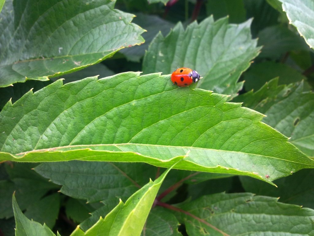 Обои зелень, листья, насекомое, лето, божья коровка, greens, leaves, insect, summer, ladybug разрешение 2592x1944 Загрузить