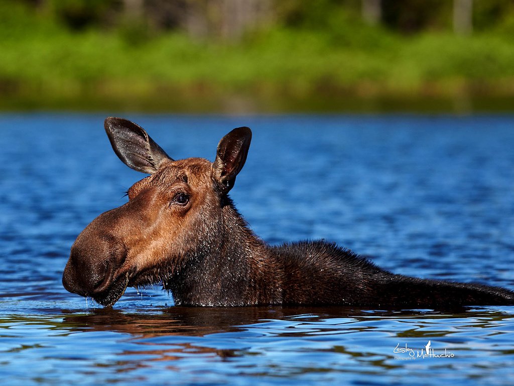 Обои вода, природа, животное, лось, elan, water, nature, animal, moose разрешение 1986x1400 Загрузить