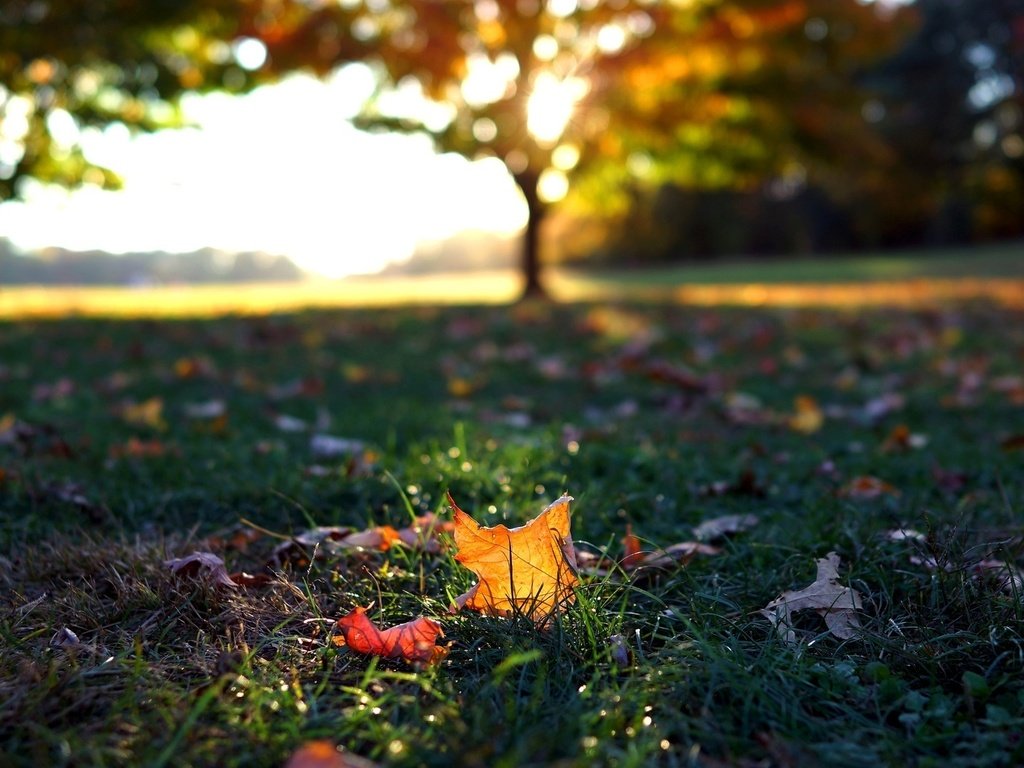 Обои трава, листья, макро, осень, листочки, листопад, осен, grass, leaves, macro, autumn, falling leaves разрешение 1920x1080 Загрузить