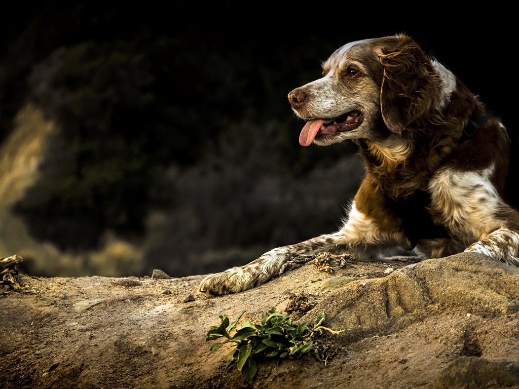 Обои природа, собака, спаниель, бретонский, wilkof photography, nature, dog, spaniel, breton разрешение 2048x1355 Загрузить