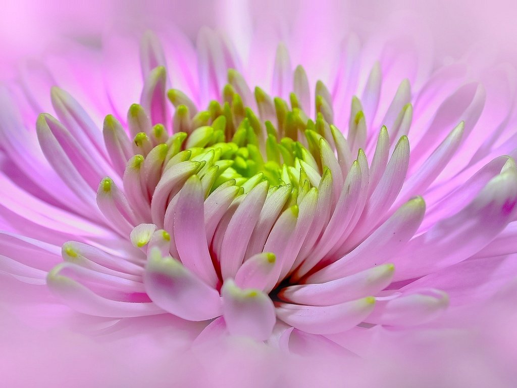Обои макро, цветок, розовый, георгин, macro, flower, pink, dahlia разрешение 1924x1080 Загрузить