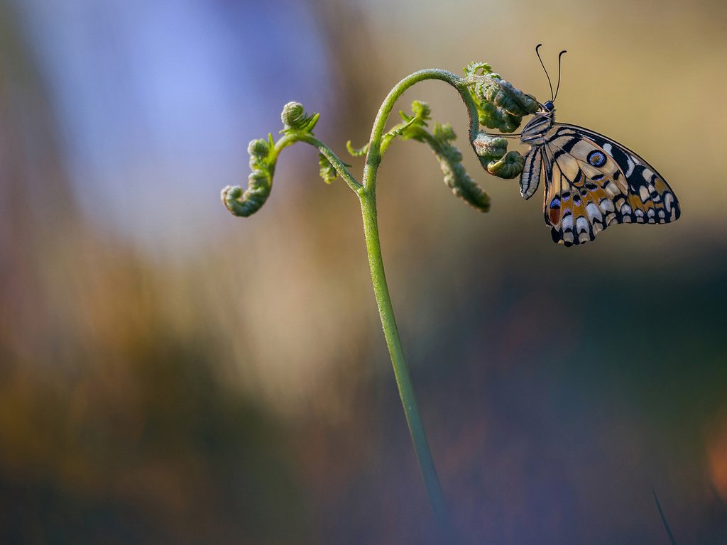 Обои макро, насекомое, бабочка, крылья, размытость, растение, стебель, macro, insect, butterfly, wings, blur, plant, stem разрешение 2048x1152 Загрузить