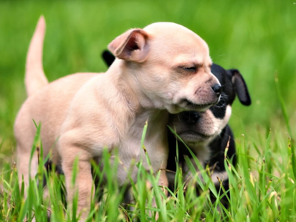 Обои трава, лето, щенки, дружба, собаки, grass, summer, puppies, friendship, dogs разрешение 2560x1600 Загрузить