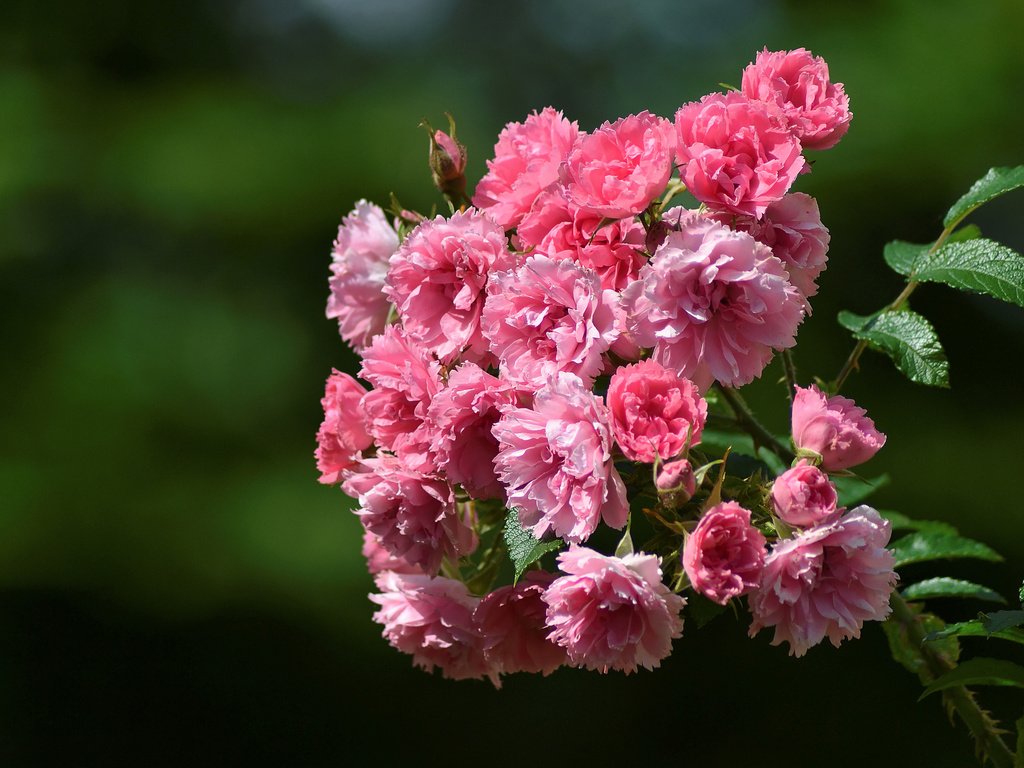 Обои цветы, ветка, макро, фон, шиповник, цветки, шиповник морщинистый, flowers, branch, macro, background, briar, briar wrinkled разрешение 3456x2304 Загрузить