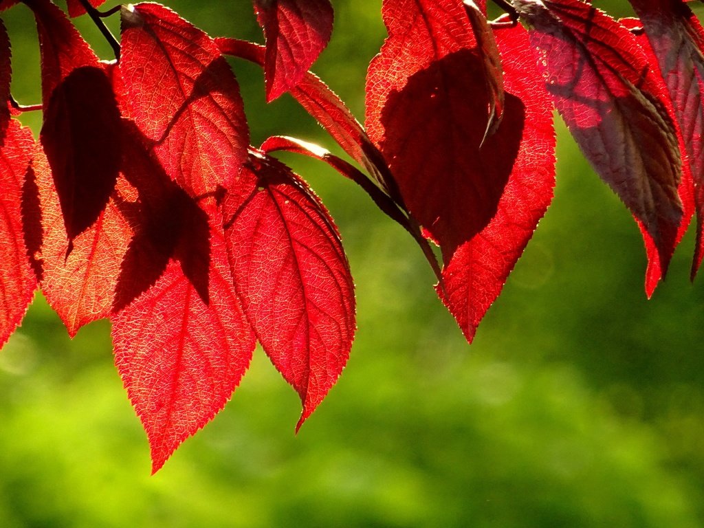 Обои листья, зелёный, фон, осень, красные, листик, leaves, green, background, autumn, red, leaf разрешение 3840x2160 Загрузить