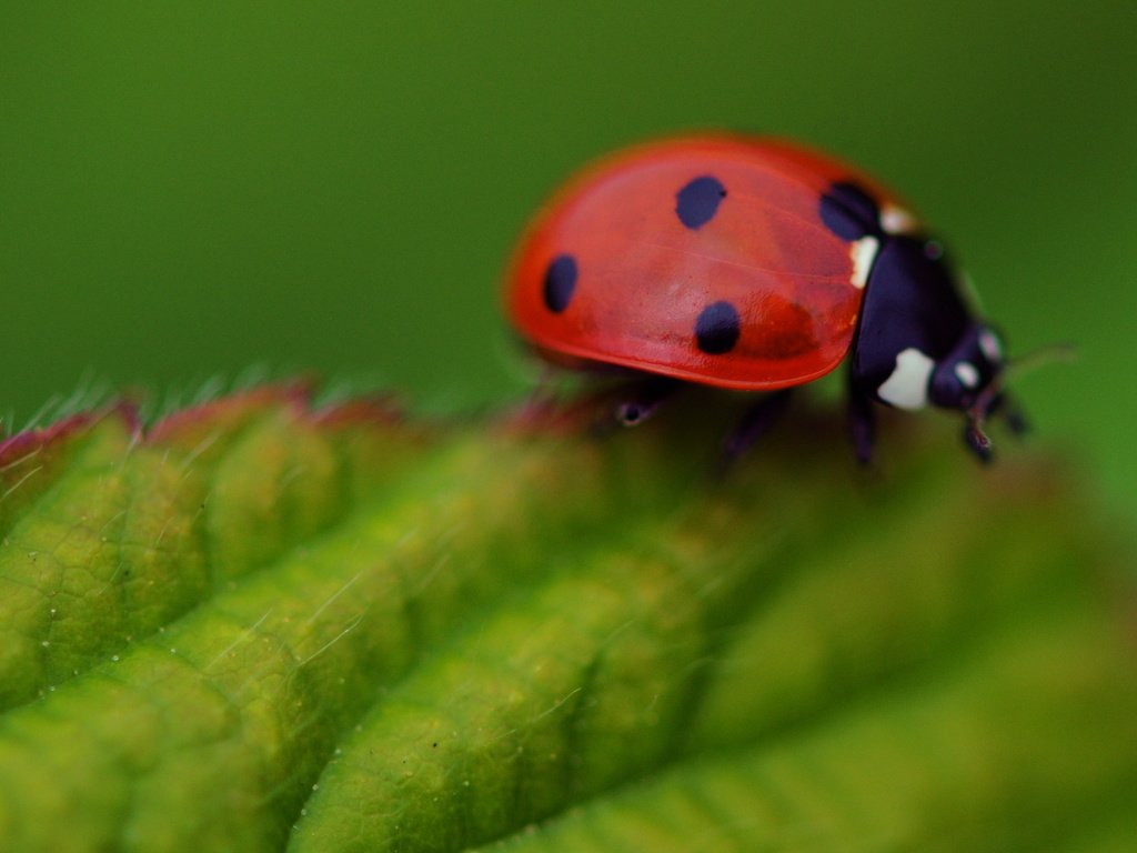 Обои макро, насекомое, листок, божья коровка, macro, insect, leaf, ladybug разрешение 3588x2018 Загрузить