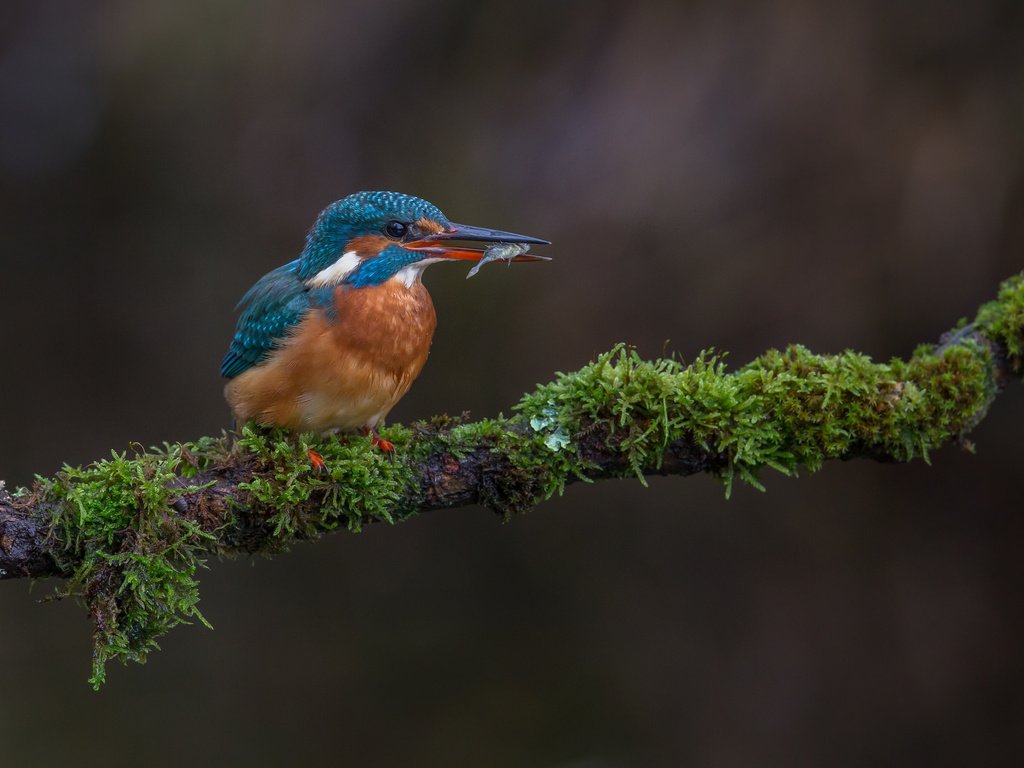 Обои ветка, природа, птица, мох, рыба, зимородок, улов, branch, nature, bird, moss, fish, kingfisher, catch разрешение 2048x1365 Загрузить