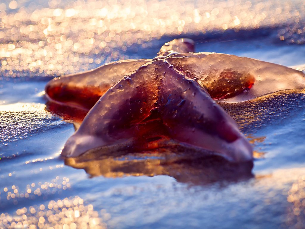 Обои свет, макро, море, пляж, мокро, морская звезда, боке, light, macro, sea, beach, wet, starfish, bokeh разрешение 1920x1280 Загрузить