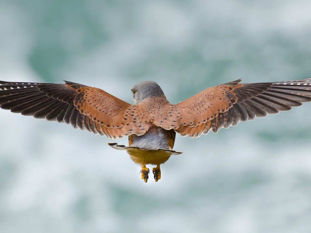 Обои небо, полет, крылья, птица, пустельга, the sky, flight, wings, bird, kestrel разрешение 1920x1080 Загрузить