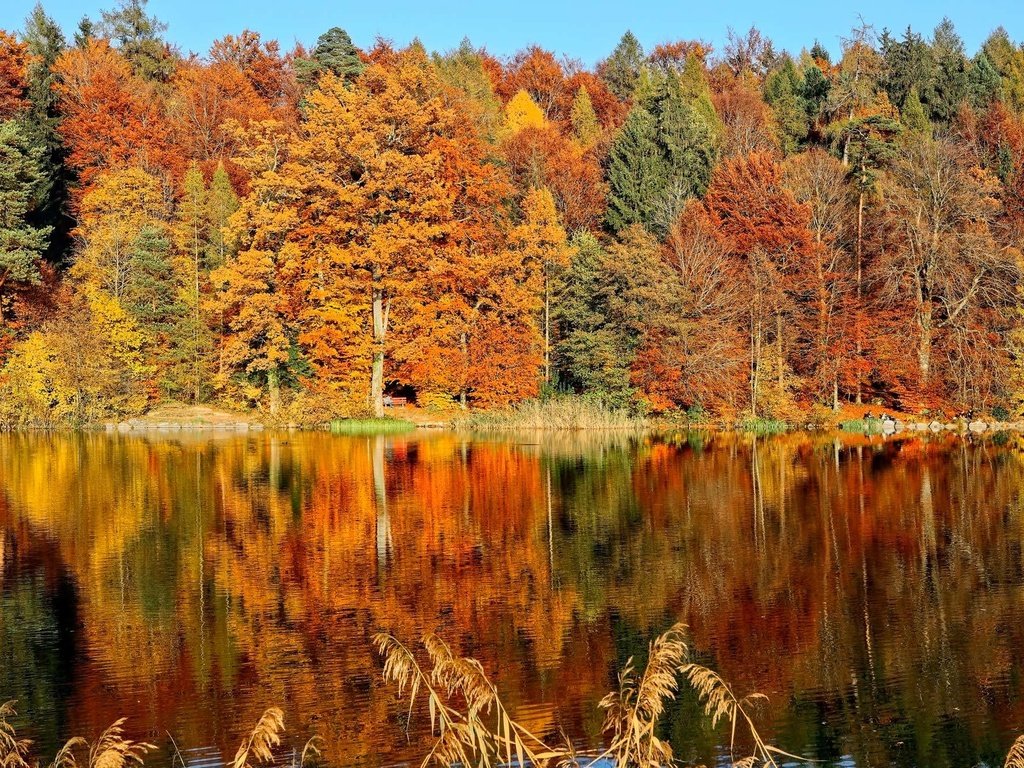 Обои деревья, озеро, лес, листья, отражение, парк, осень, скамья, trees, lake, forest, leaves, reflection, park, autumn, bench разрешение 2000x1333 Загрузить