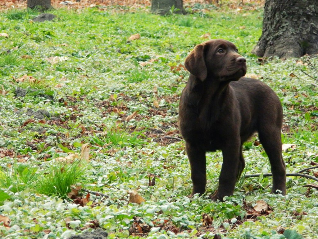 Обои трава, листья, собака, щенок, лабрадор, grass, leaves, dog, puppy, labrador разрешение 1920x1200 Загрузить