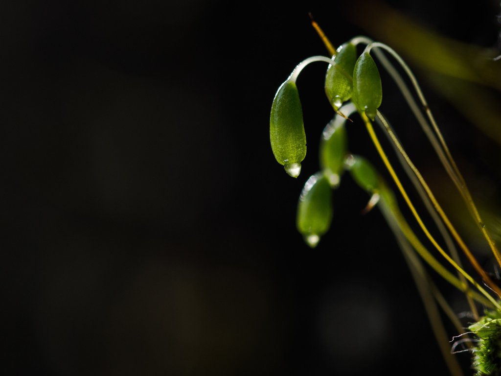 Обои природа, макро, капли, темный фон, мох, растение, росток, nature, macro, drops, the dark background, moss, plant, rostock разрешение 4592x2772 Загрузить