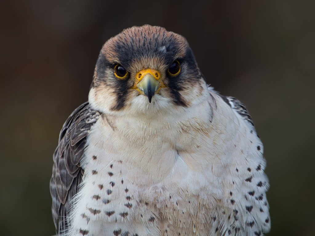 Обои взгляд, птица, фотограф, сокол, regina, lanner falcon, look, bird, photographer, falcon разрешение 2048x1540 Загрузить