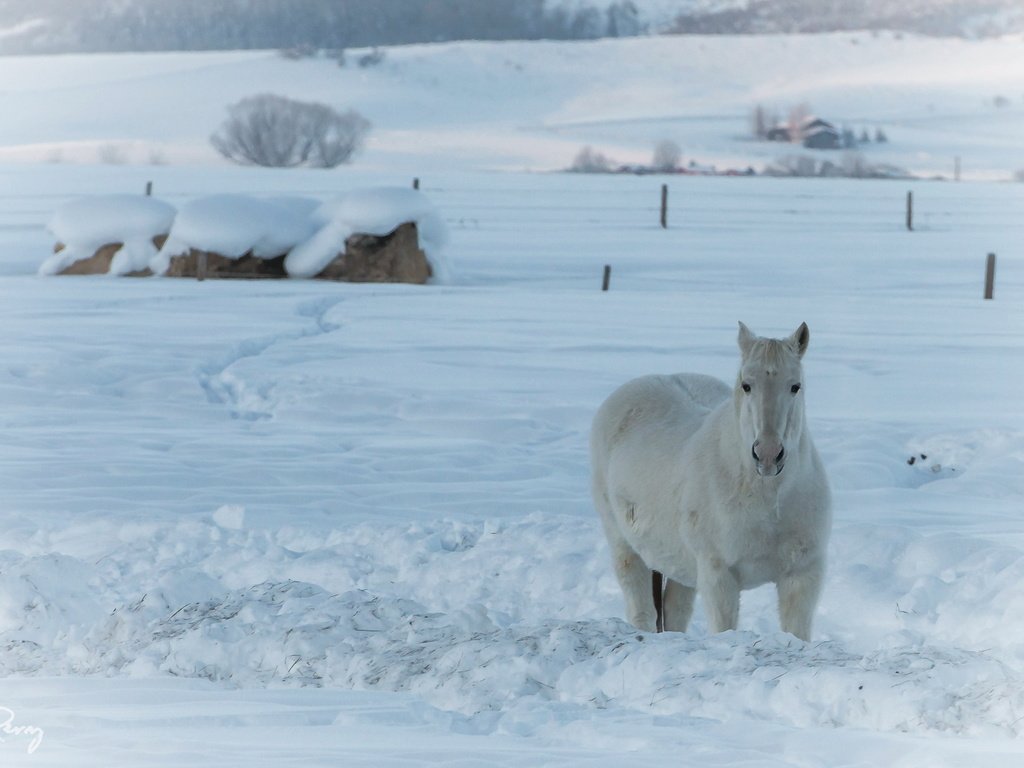 Обои лошадь, снег, природа, зима, конь, horse, snow, nature, winter разрешение 2042x1361 Загрузить