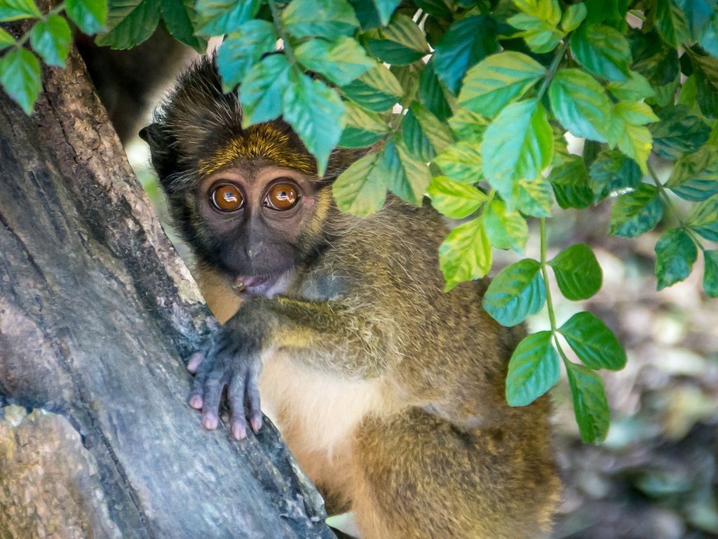 Обои дерево, листья, взгляд, обезьяна, примат, мартышка, tree, leaves, look, monkey, the primacy of разрешение 3000x1687 Загрузить