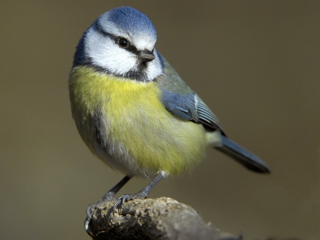 Обои макро, птица, клюв, перья, синица, синичка, лазоревка, cиница, macro, bird, beak, feathers, tit, titmouse, blue tit разрешение 1920x1437 Загрузить