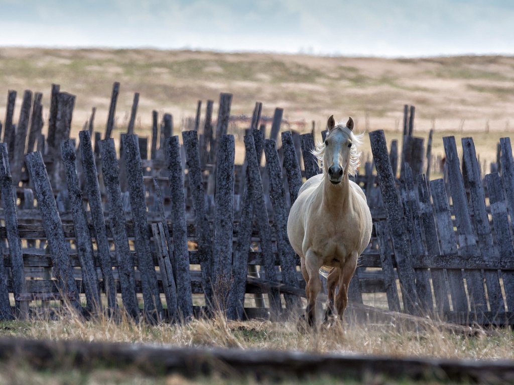 Обои лошадь, фон, забор, конь, грива, horse, background, the fence, mane разрешение 2048x1366 Загрузить