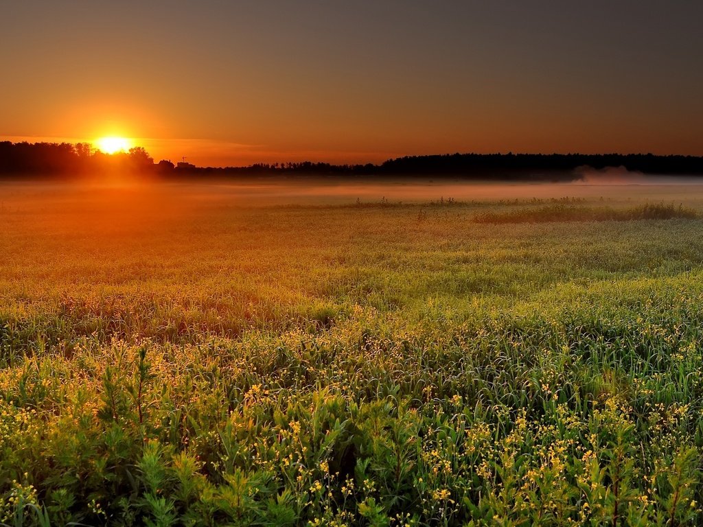 Обои цветы, солнце, природа, пейзаж, туман, поле, рассвет, восход солнца, flowers, the sun, nature, landscape, fog, field, dawn, sunrise разрешение 2560x1440 Загрузить