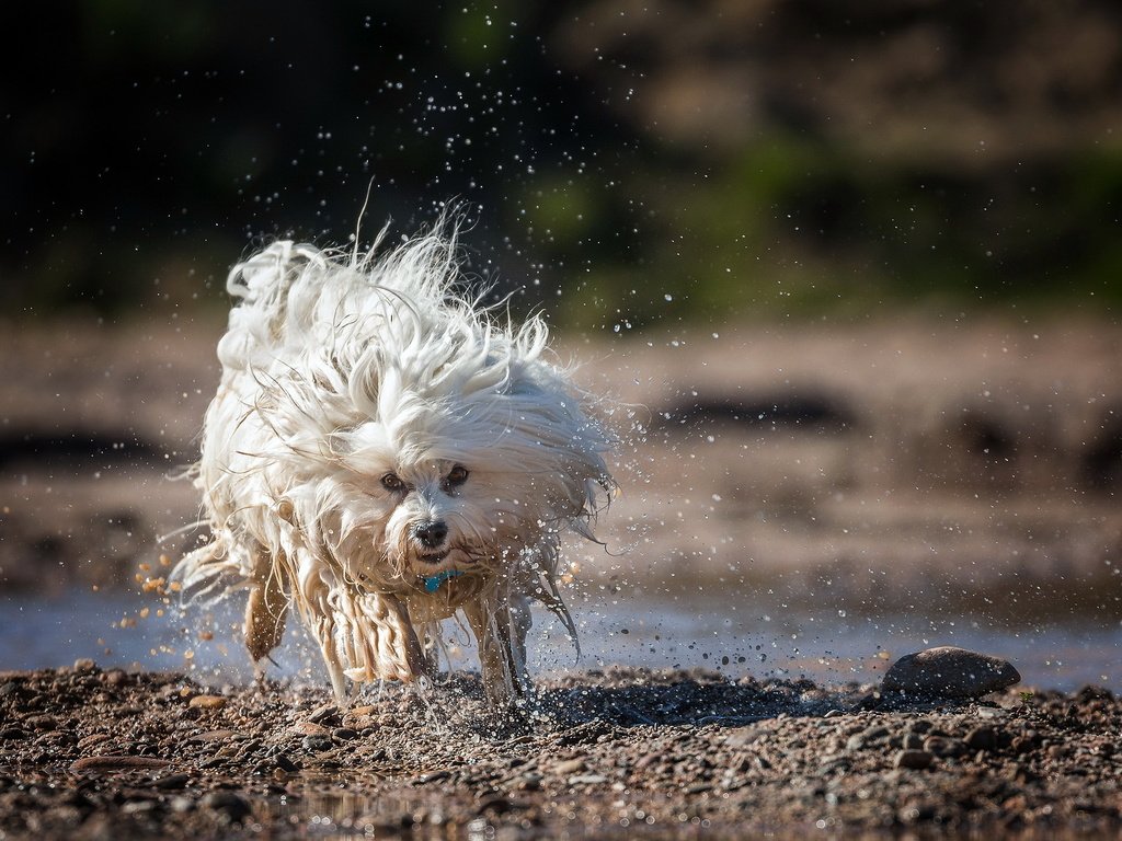 Обои вода, собака, брызги, бег, гаванский бишон, бишон, ralf bitzer, water, dog, squirt, running, the havanese, bichon разрешение 2047x1257 Загрузить