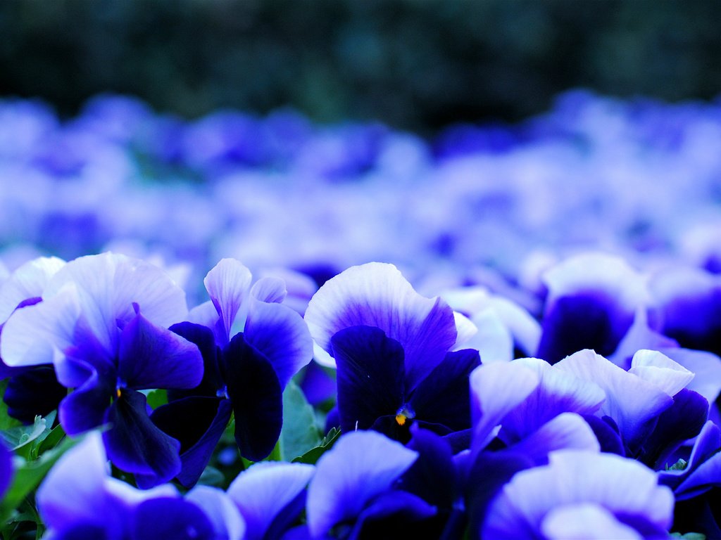 Обои цветы, макро, лепестки, размытость, анютины глазки, виола, бело-синие, flowers, macro, petals, blur, pansy, viola, white-blue разрешение 1920x1080 Загрузить