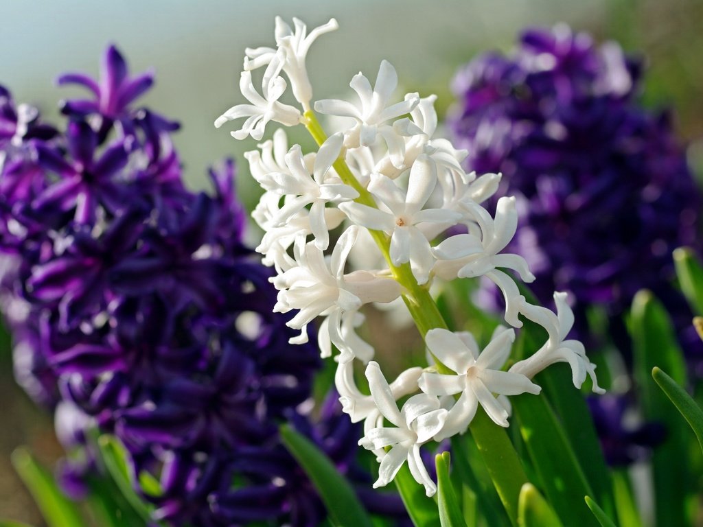 Обои цветы, макро, фиолетовый, белый, гиацинт, flowers, macro, purple, white, hyacinth разрешение 2232x1484 Загрузить