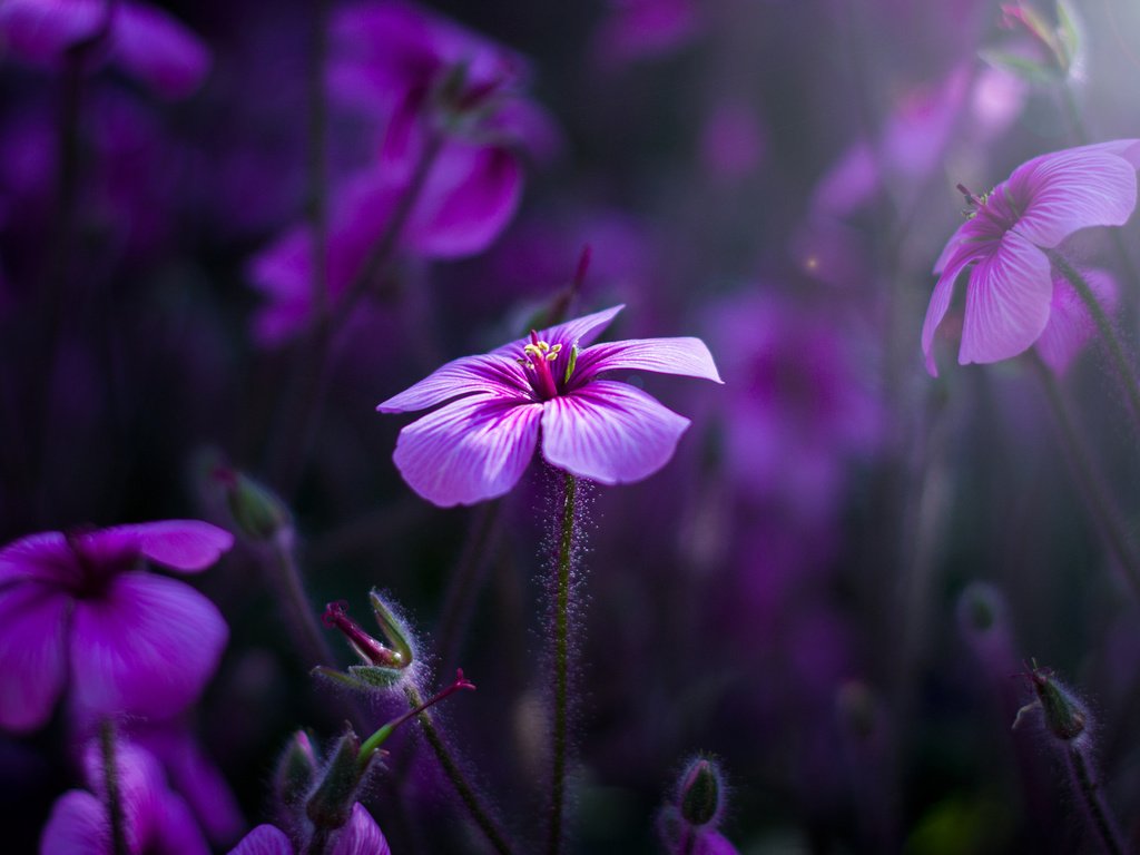 Обои цветы, природа, макро, лепестки, герань, flowers, nature, macro, petals, geranium разрешение 2048x1365 Загрузить