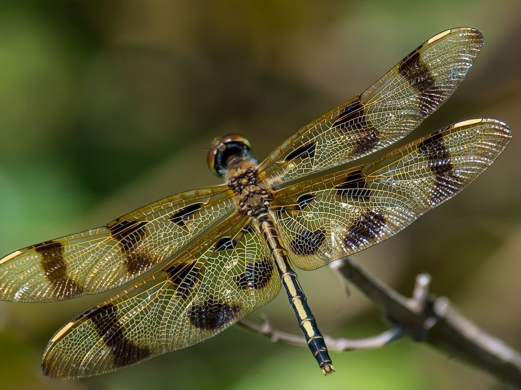 Обои макро, насекомое, крылья, стрекоза, macro, insect, wings, dragonfly разрешение 2048x1336 Загрузить