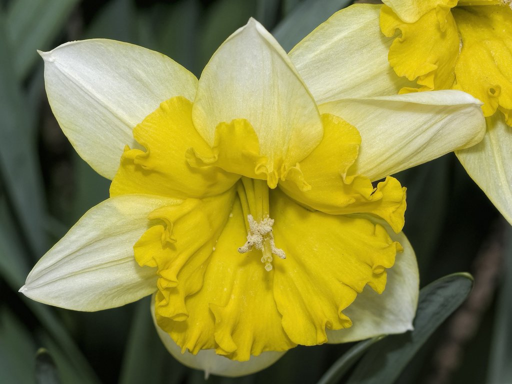 Обои цветы, макро, лепестки, нарциссы, flowers, macro, petals, daffodils разрешение 2048x1306 Загрузить