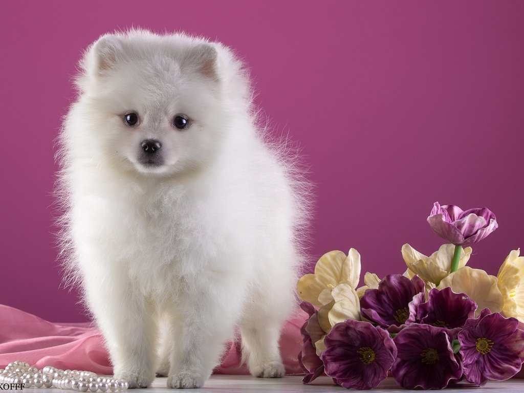 Обои цветы, белый, щенок, шпиц, flowers, white, puppy, spitz разрешение 2400x1589 Загрузить