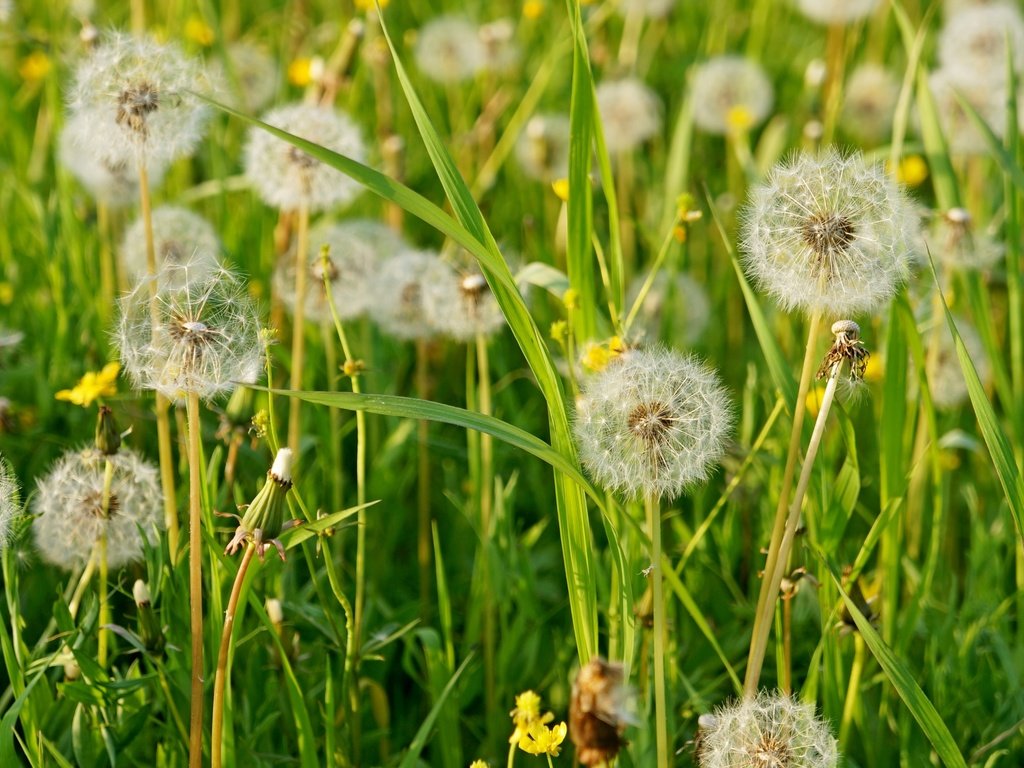 Обои трава, лето, пушистый, луг, одуванчики, grass, summer, fluffy, meadow, dandelions разрешение 3000x1899 Загрузить