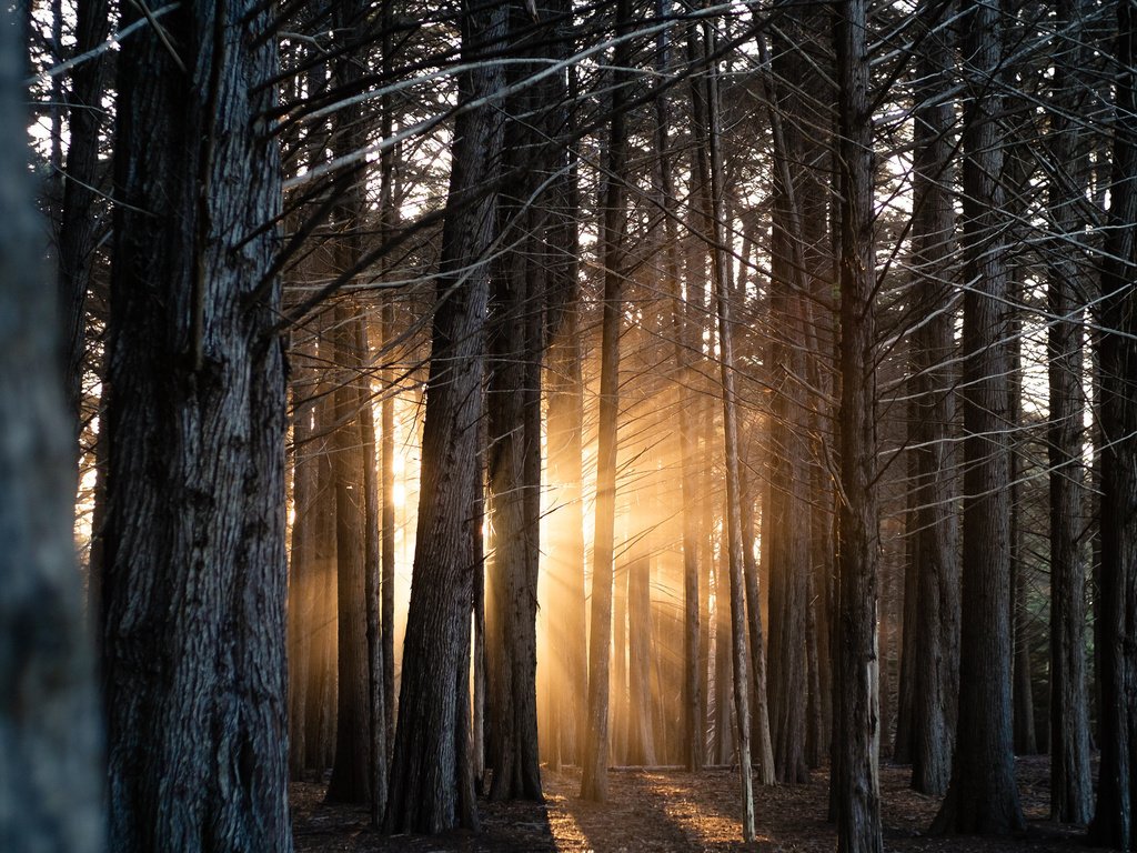 Обои свет, деревья, лес, стволы, солнечные лучи, light, trees, forest, trunks, the sun's rays разрешение 2048x1365 Загрузить