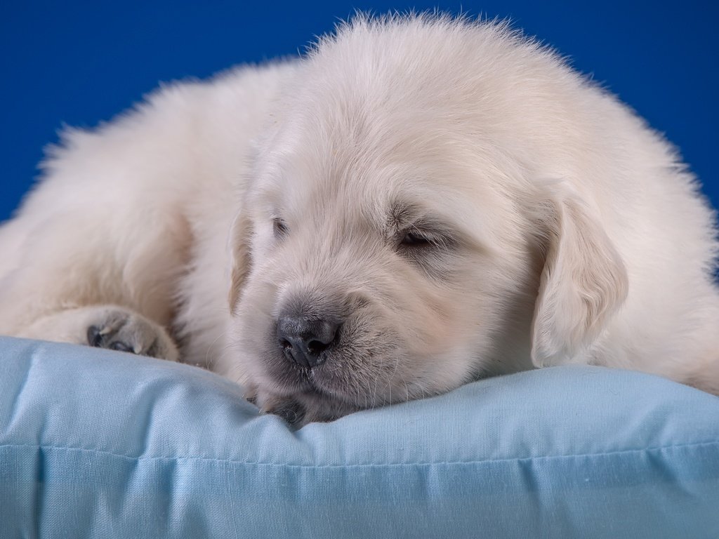 Обои щенок, малыш, подушка, милый, золотистый ретривер, puppy, baby, pillow, cute, golden retriever разрешение 3600x1976 Загрузить