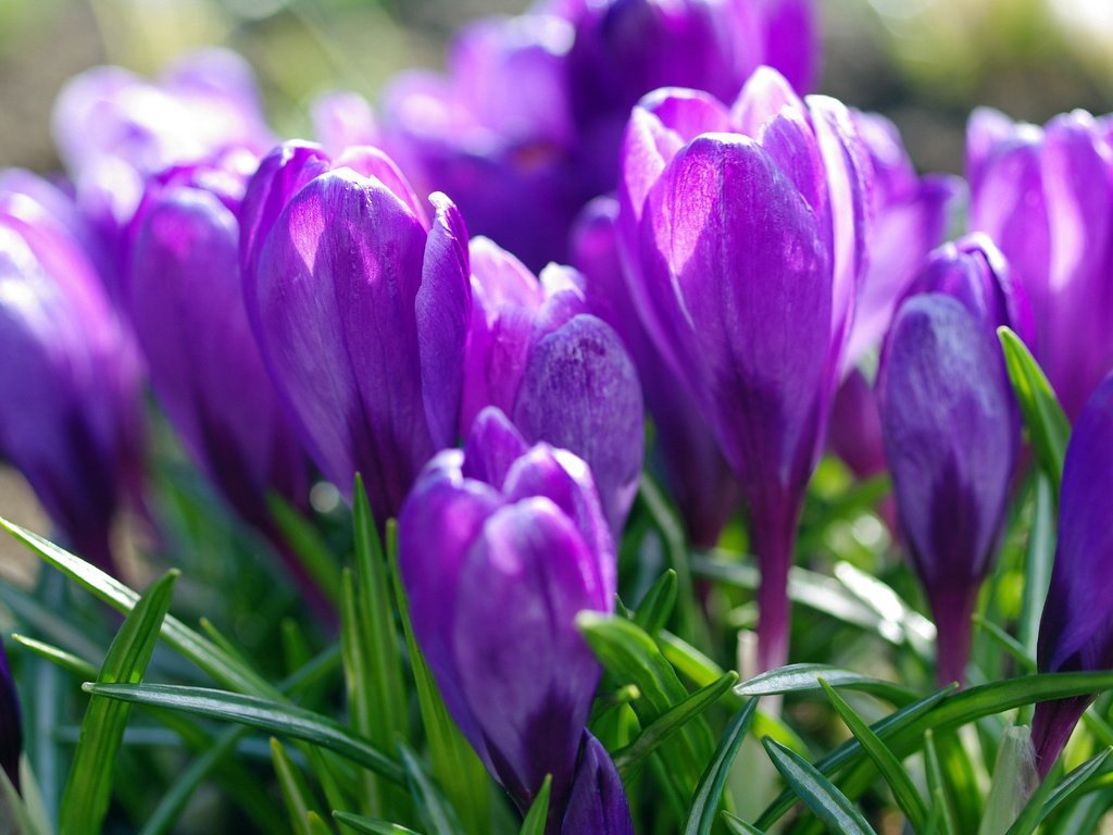 Обои фиолетовый, весна, крокусы, purple, spring, crocuses разрешение 2232x1484 Загрузить
