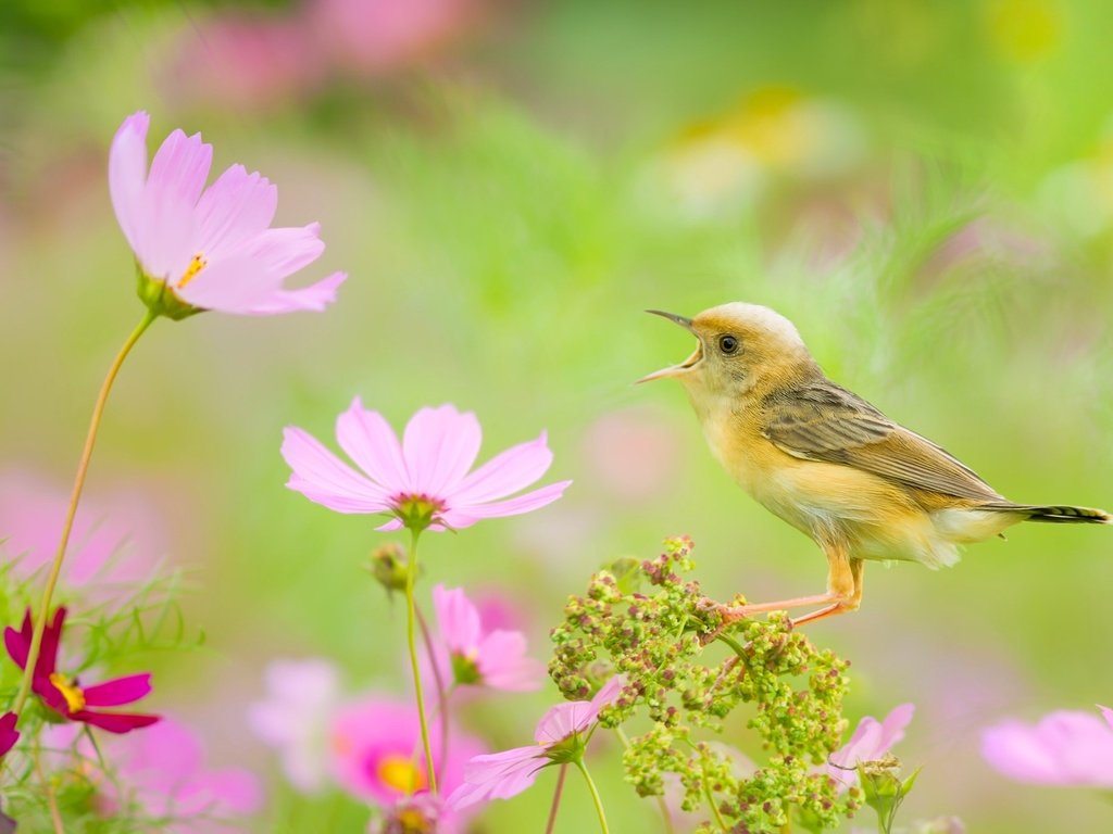 Обои цветы, птица, боке, космея, золотоголовая цистикола, цистикола, flowers, bird, bokeh, kosmeya, zolotokolosa tsistikola, tsistikola разрешение 2048x1365 Загрузить