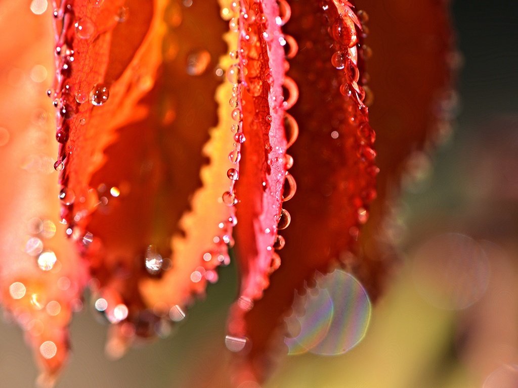 Обои вода, природа, листья, макро, капли, water, nature, leaves, macro, drops разрешение 4608x3072 Загрузить